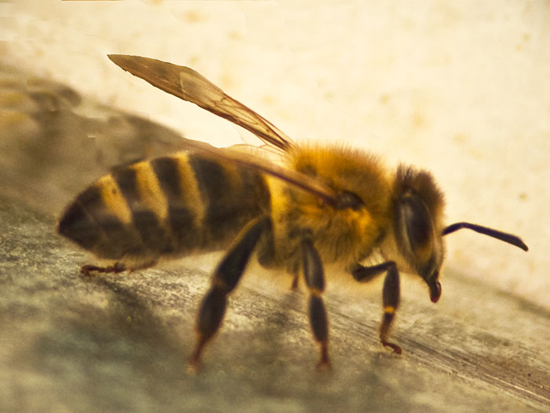 Το τσίμπημα μέλισσας ευθύνεται για το θάνατο του