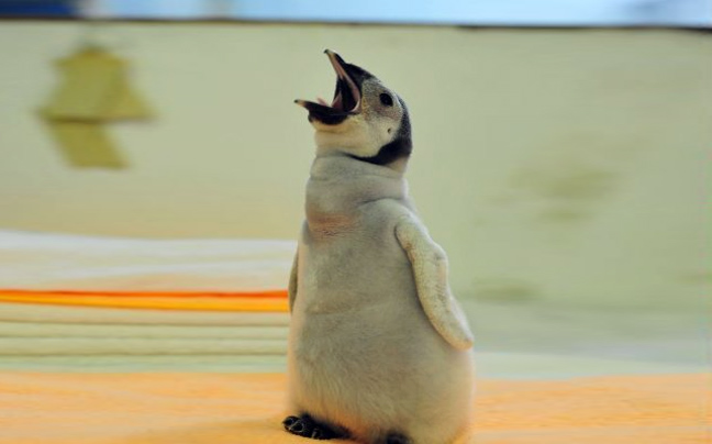 Εγκαταλελειμμένος πιγκουίνος επανακτά τις δυνάμεις του