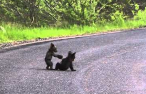 Αρκουδάκια παλεύουν στη μέση του δρόμου