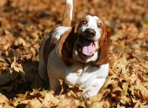 Όταν τα Basset Hounds τρέχουν