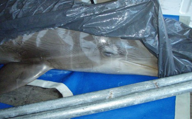 Ravers σκότωσαν δελφίνια με ναρκωτικά