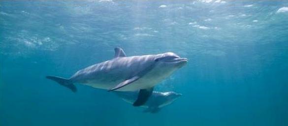 Δυσκίνητα κάνει τα δελφίνια η εγκυμοσύνη