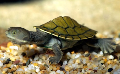 Ταυτόχρονη γέννηση οργανώνουν τα χελωνάκια