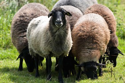 Νέο κρούσμα ευλογιάς στα πρόβατα του Έβρου