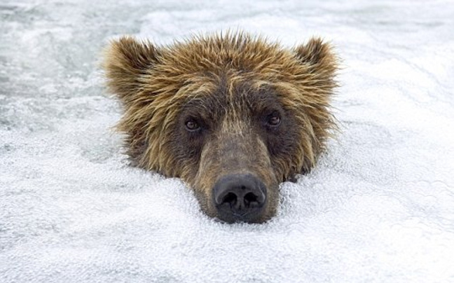 Το «αφρόλουτρο» της αρκούδας
