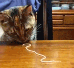 Πώς τρώει μία γάτα το μακαρόνι;