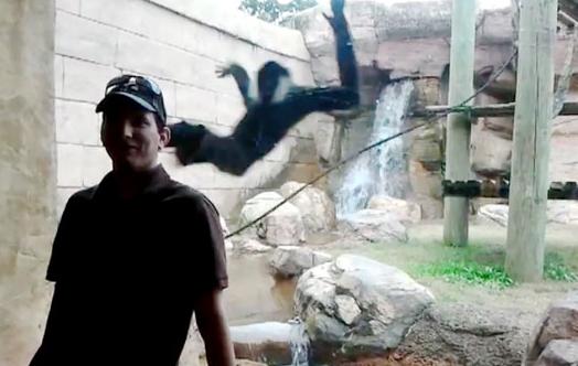 Μαϊμού προσπάθησε να «επιτεθεί» σε επισκέπτη ζωολογικού κήπου