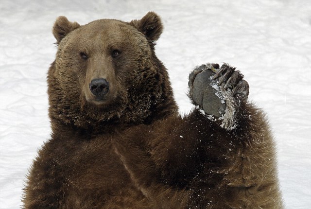 Αρκούδες γλιστρούν με την πλάτη σε χιονισμένη πλαγιά