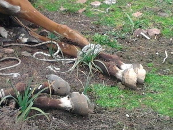 Άγριος βασανισμός αλόγου στη Λέσβο