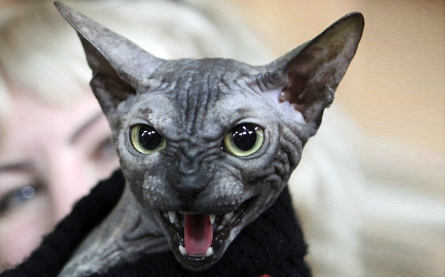 Η πιο… τρομακτική γάτα στον κόσμο