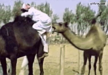 Η ύπουλη μέθοδος της καμήλας