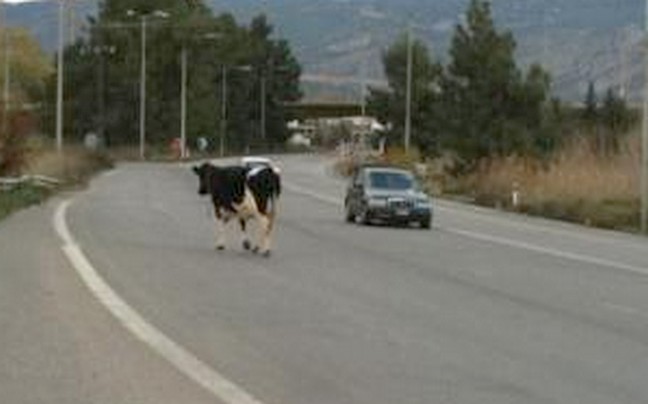 Τροχαίο ατύχημα εξαιτίας μιας&#8230; αγελάδας!