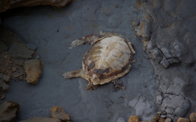 Νεκρή θαλάσσια χελώνα στην Κρήτη