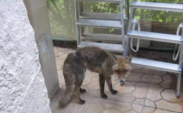Συναγερμός από λυσσασμένη αλεπού στα Σκόπια