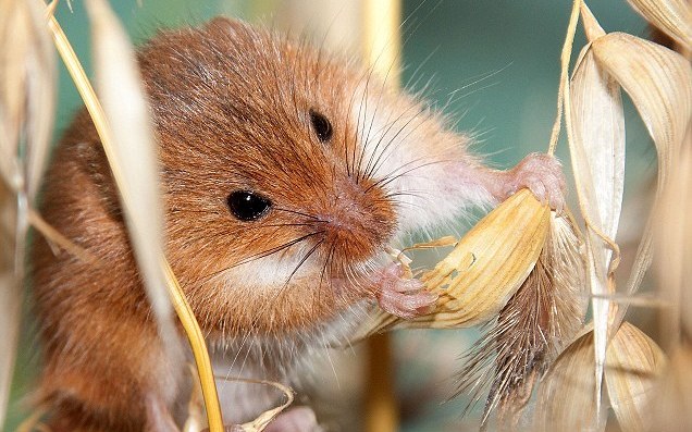 Το πιο μικρό ποντίκι της Μεγάλης Βρετανίας