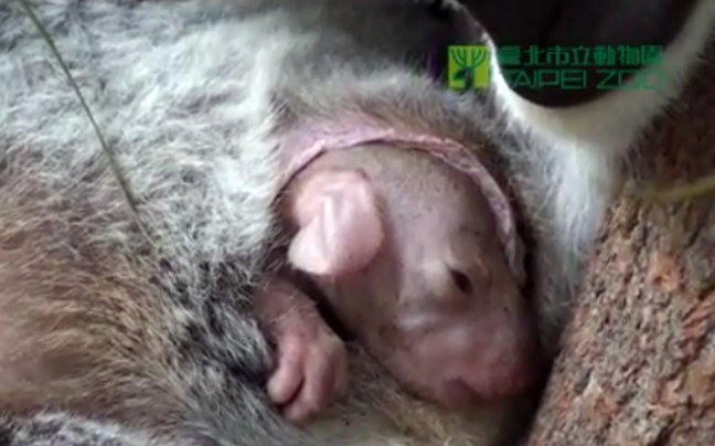 Μωρό κοάλα βολεύεται στο σάκο της μαμάς του