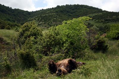 Ασυνείδητοι σκότωσαν αρκούδα στη Φλώρινα