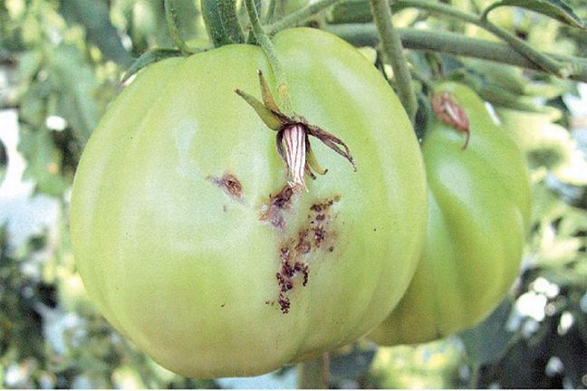 Ισπανικό έντομο «θερίζει» τις κρητικές καλλιέργειες