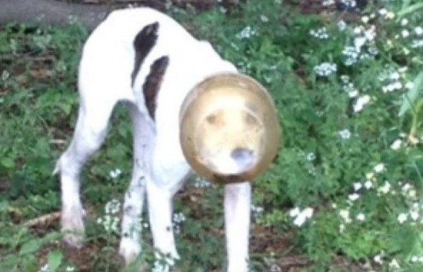 Το Facebook έσωσε σκύλο που σφήνωσε σε γυάλα