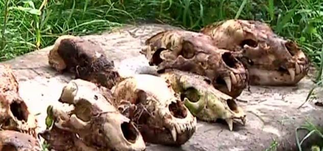 Νεκροταφείο αρκούδων ανακαλύφθηκε στη Σιβηρία