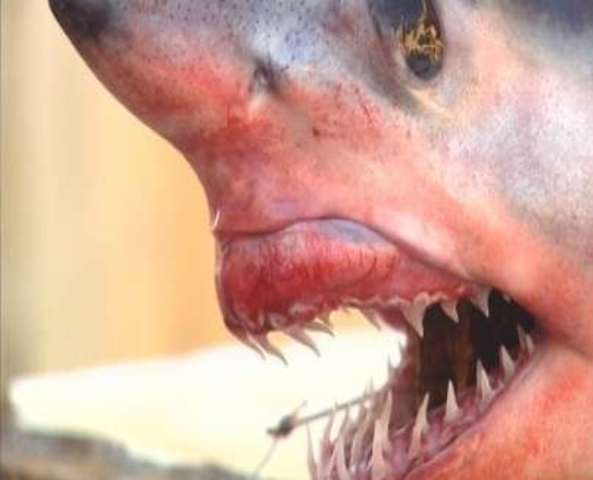 Ψαράς έπιασε μικρό καρχαρία στο Ακρωτήρι Χανίων