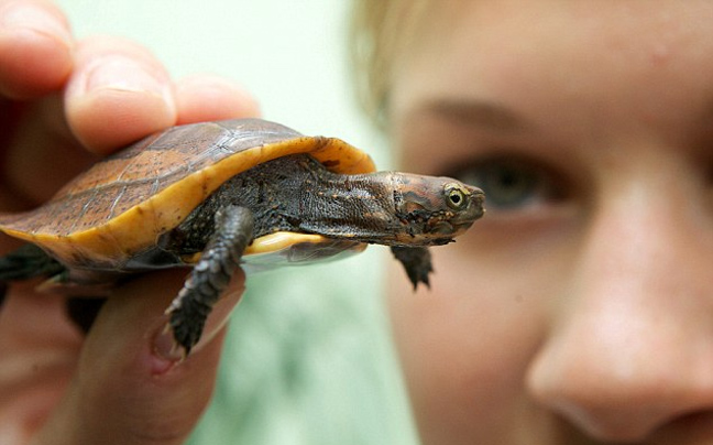 Σπάνια χελώνα γεννήθηκε σε ζωολογικό κήπο