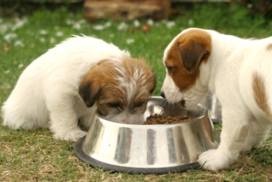 Μαζικούς θανάτους σκύλων από «κακές ζωοτροφές» ερευνά η NASA
