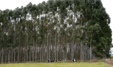 Μεταλλαγμένα δέντρα αναπτύσσονται 40% ταχύτερα