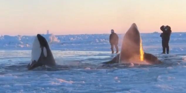 Δεκάδες φάλαινες όρκα παγιδευμένες στον πάγο