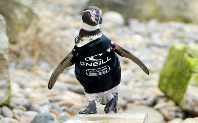 Πιγκουίνος με στολή… κατάδυσης