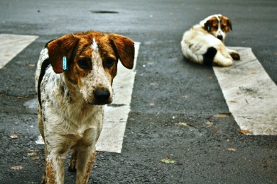 Αδέσποτα σκυλιά σε καμπάνια για την ασφάλεια των πεζών