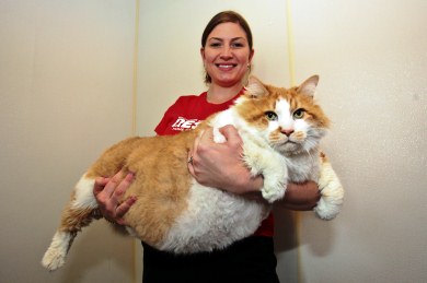 O Γκάρφιλντ είναι ο βαρύτερος γάτος στον κόσμο