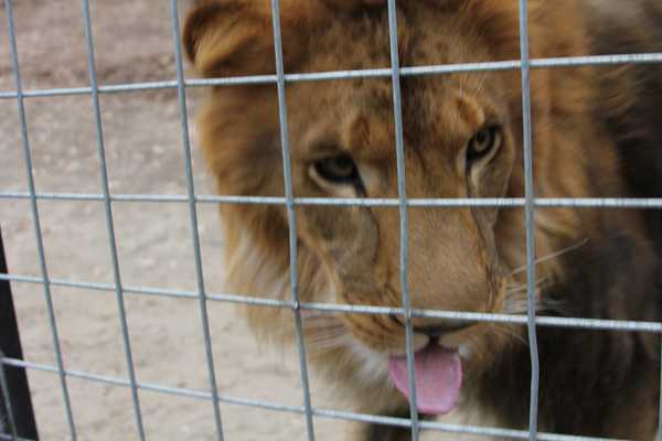 Αγαπούσε το λιοντάρι που&#8230; την έφαγε!