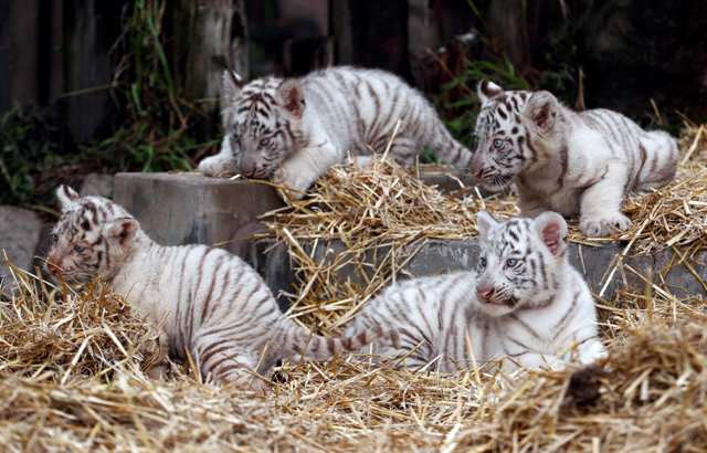 Τετράδυμη χαρά σε ζωολογικό κήπο της Αργεντινής