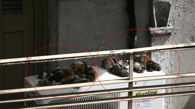 Προβιές σκύλων σε μπαλκόνι στην Κυψέλη