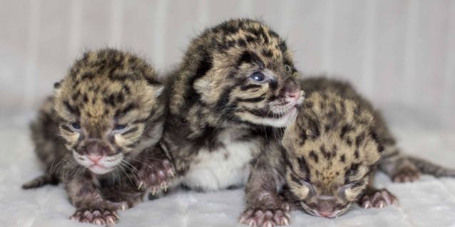 Γεννήθηκαν τρία μικρά από σπάνιο είδος λεοπάρδαλης
