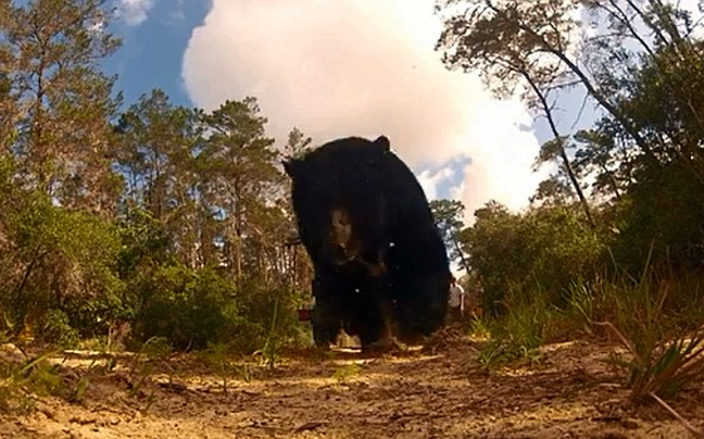 Η στιγμή της απελευθέρωσης μιας αρκούδας 280 κιλών