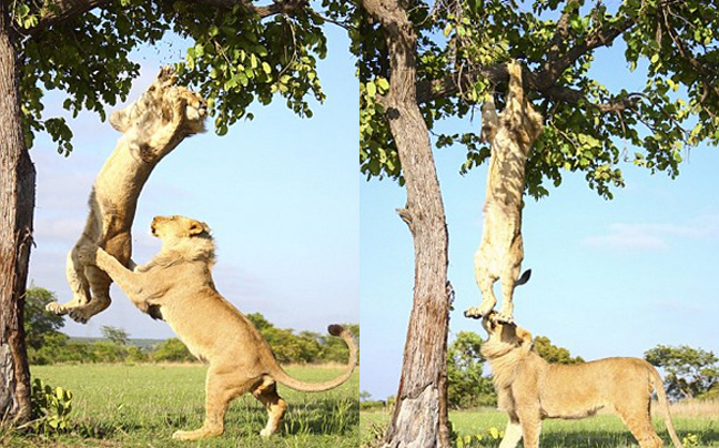 «Άγριο» παιχνίδι μεταξύ λιονταριών