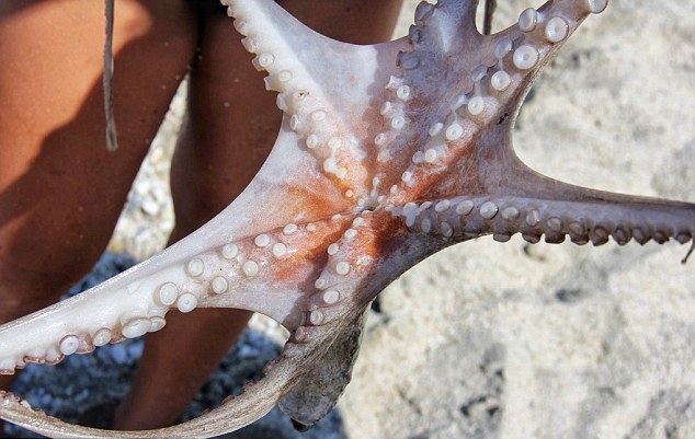 Σπάνιο χταπόδι με… έξι πόδια έπιασε τουρίστας στο Πήλιο