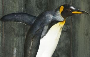 Ο γηραιότερος πιγκουίνος του κόσμου έγινε 36 χρονών