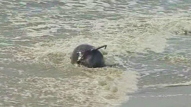Ακόμα ένα νεκρό ρινοδέλφινο σε παραλία της Φλόριντα