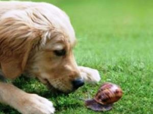 Σαλιγκάρια σπέρνουν το θάνατο σε σκύλους