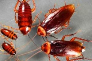 Κατσαρίδες απειλούν καλλιέργειες στην Κίνα