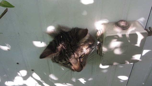 Η γάτα «κόλλησε» στον τοίχο