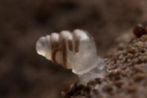 Ανακαλύφθηκε σαλιγκάρι με διάφανο κέλυφος