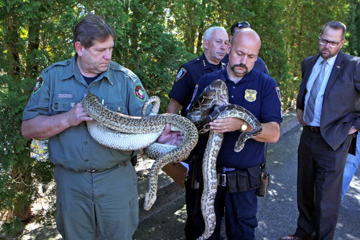 Βρέθηκαν 850 φίδια σε σπίτι δημοτικού υπαλλήλου στη Νέα Υόρκη