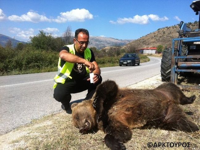 Θύμα τροχαίου ακόμη μία μικρή αρκούδα