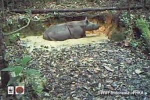 Εξαφανισμένος ρινόκερος της Σουμάτρας εμφανίστηκε στην Ινδονησία