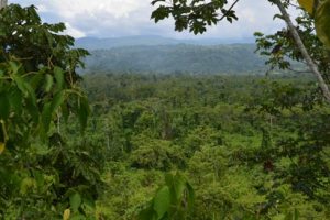 Συρρικνώνεται το τροπικό δάσος του Αμαζονίου
