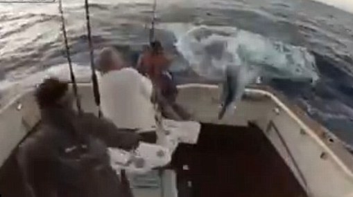 Ψάρι πηδάει σε σκάφος και στέλνει τον ψαρά στη θάλασσα